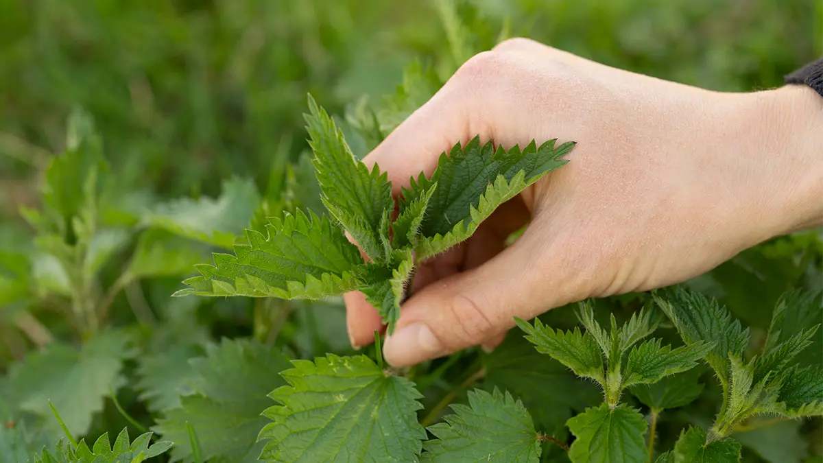 Hand erntet robuste Wildkräuter im Januar – Brennnessel als essbare Wildpflanze