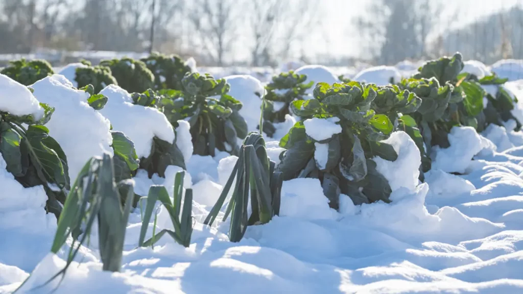 Rosenkohl im Winter unter Schnee auf dem Feld – frisches, nährstoffreiches Wintergemüse im November