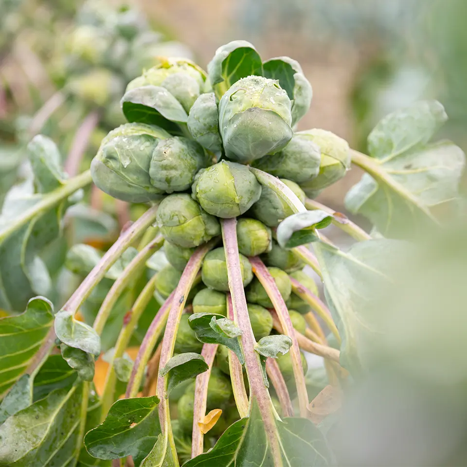 Rosenkohl im Winter für leckere Rezepte nutzen