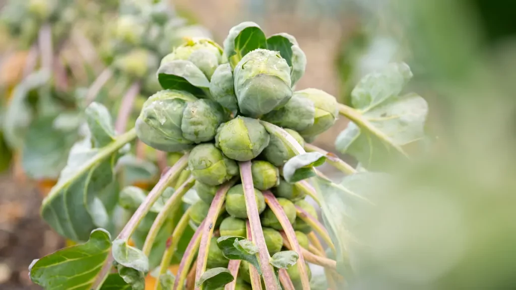 Rosenkohl im Winter im Garten – frisches, nährstoffreiches Wintergemüse im November