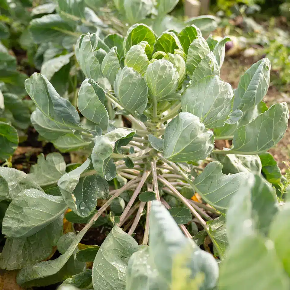 Wintergemüse Rosenkohl