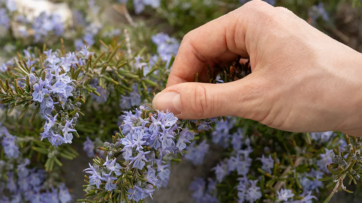 Rosmarin mit blauen Blüten im April im Garten – essbare Rosmarinblüten werden geerntet