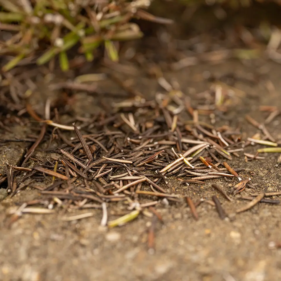 Braune Nadeln des Rosmarins