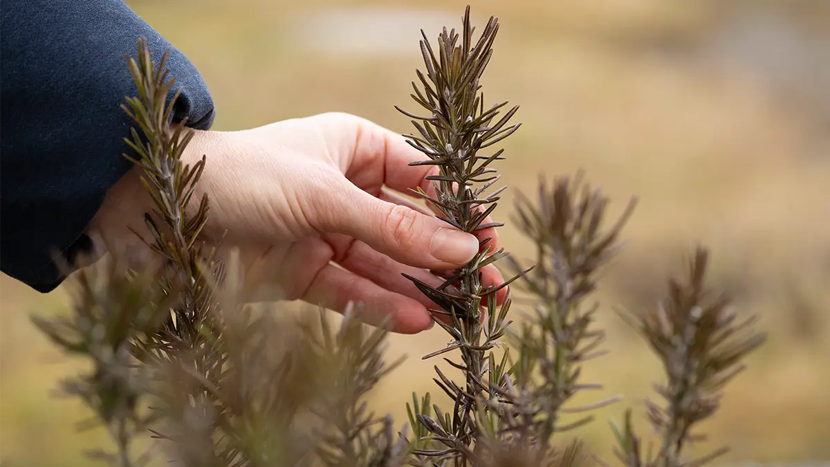 Rosmarin im Januar mit braunen Nadeln – typische Anzeichen für Frostschäden im Winter
