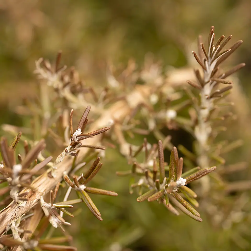 Braune Nadeln am Rosmarin im Januar
