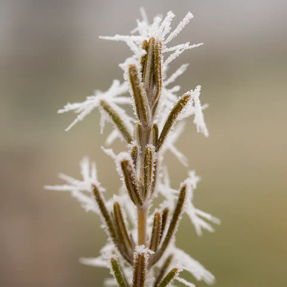 Nadeln vom Rosmarin mit Frost
