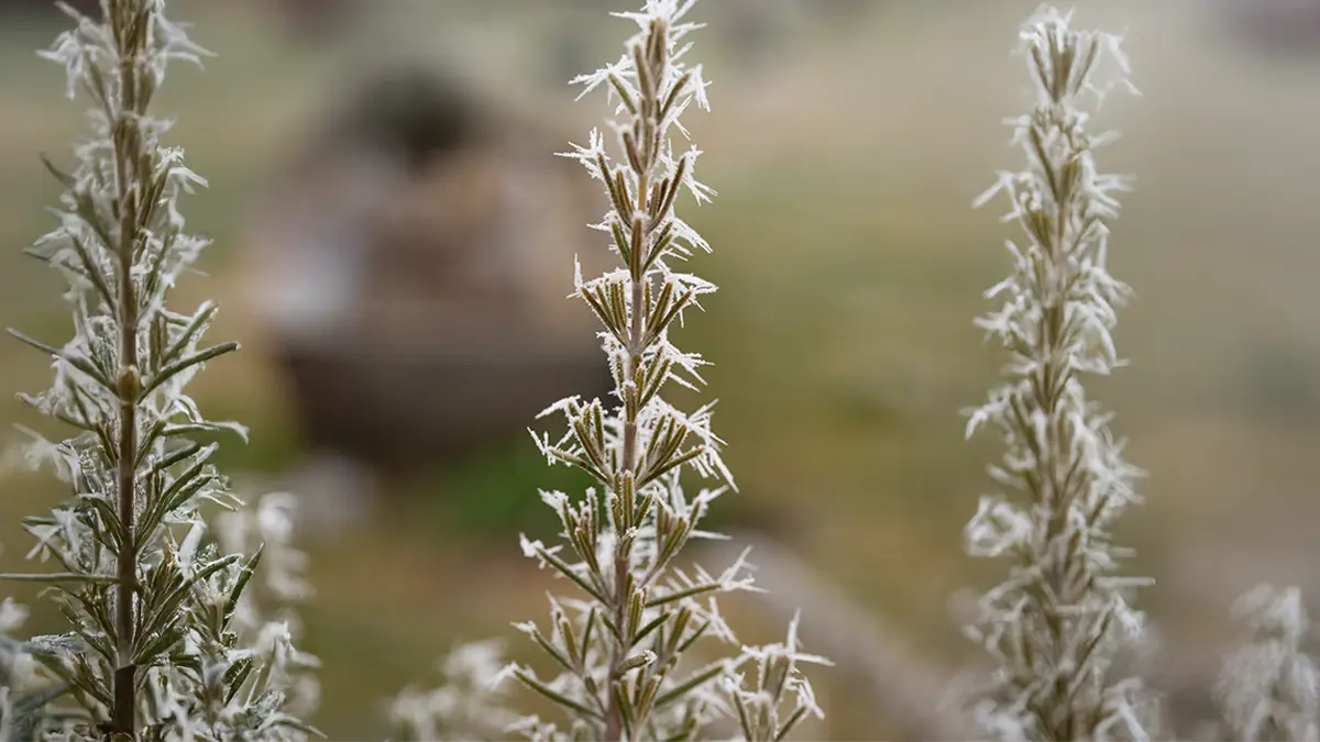 Vereister Rosmarin mit Eiskristallen im Januar – winterhartes Küchenkraut trotzt Frost