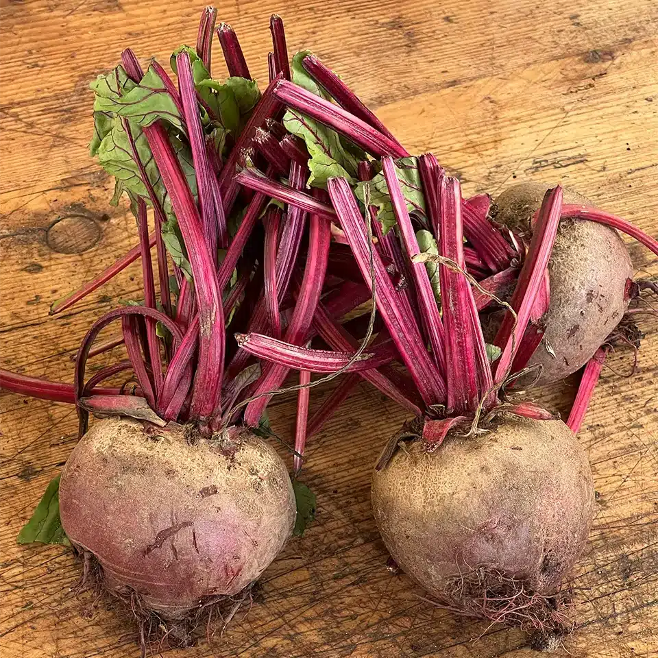 Rote Beete als Wintergemüse nutzen