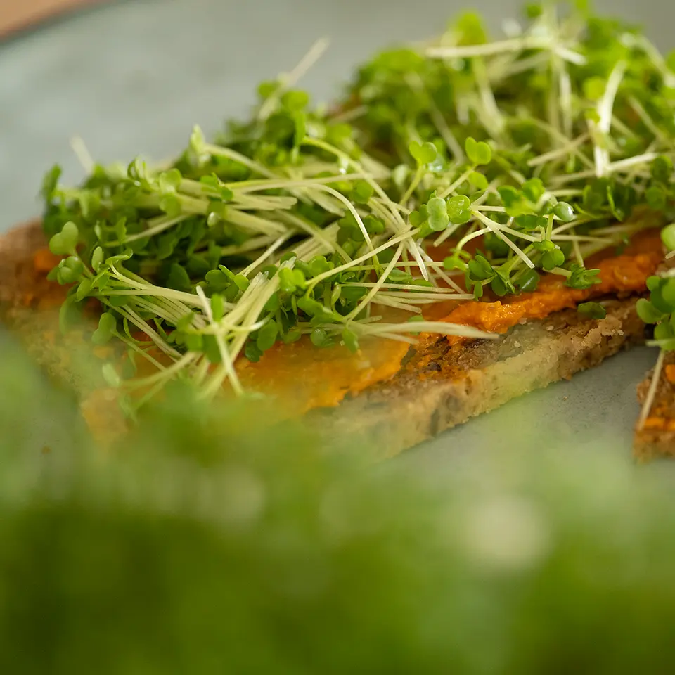 Kleine Rucolapflanzen auf dem Brot
