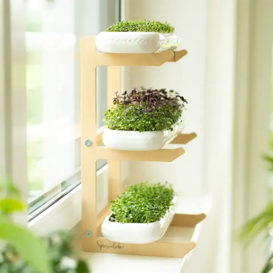 Rucola auf der Fensterbank anbauen