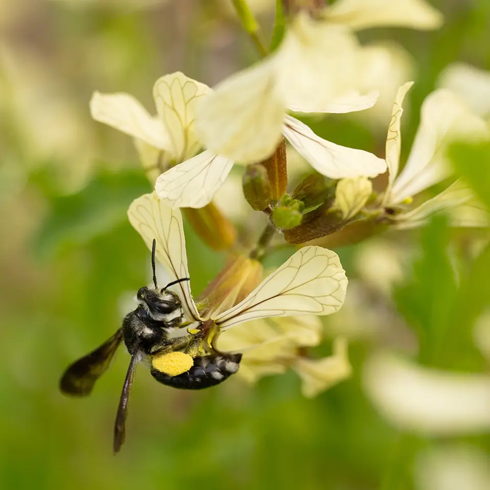 Rucolablüte mit Sandbiene