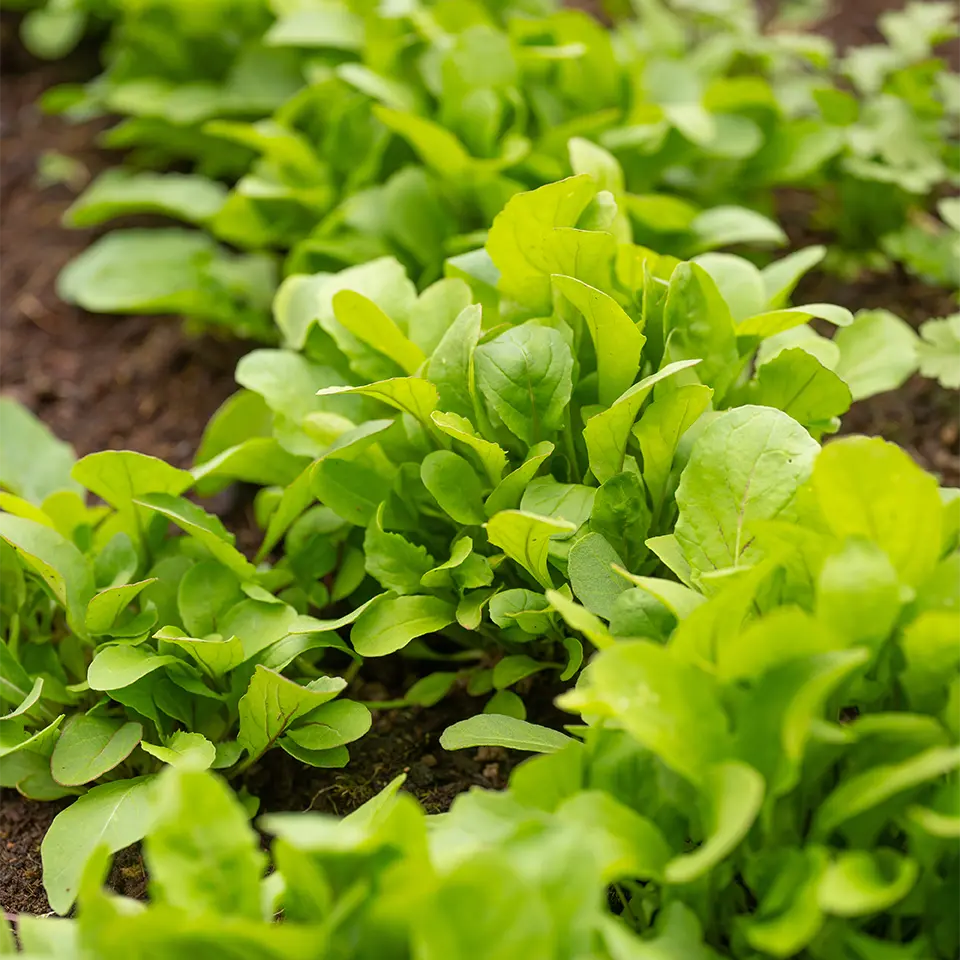 Rucola im Garten anbauen