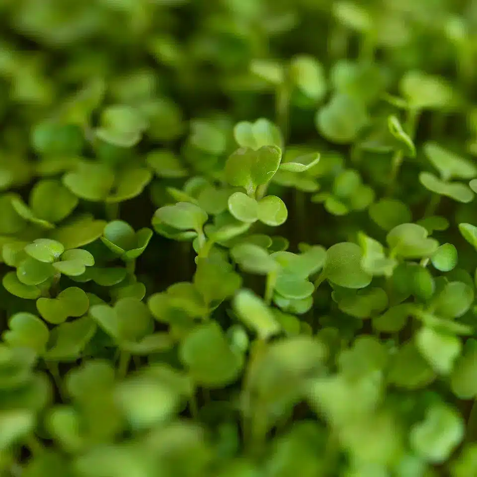 Rucola selber anbauen