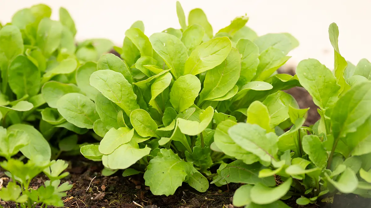Frischer Rucola im Gartenbeet – Rucola im März säen und früh ernten