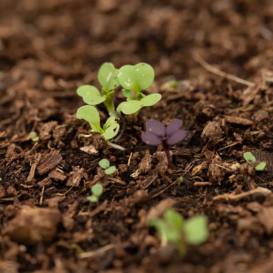 Schnellwachsende Wildkräuter im August