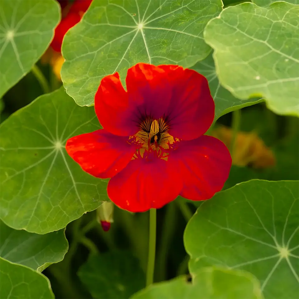 Rote Kapuzinerkresse