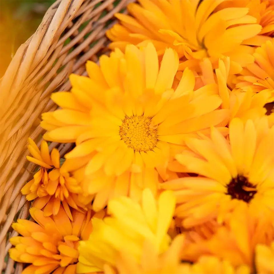 Ringelblumenblüten in einem Korb gesammel