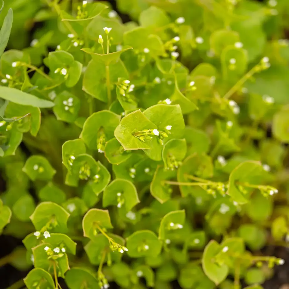 Winterportulak im März