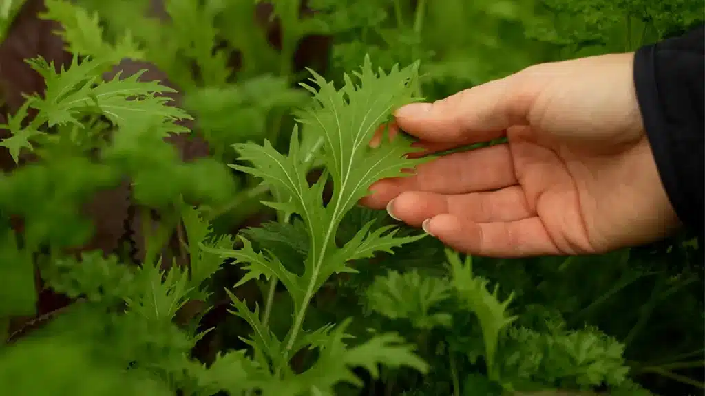Hand erntet frische Wildkräuter für Wintersalat im Garten.