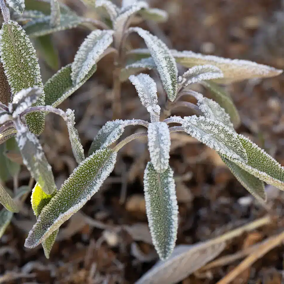 Salbei Magische Pflanze