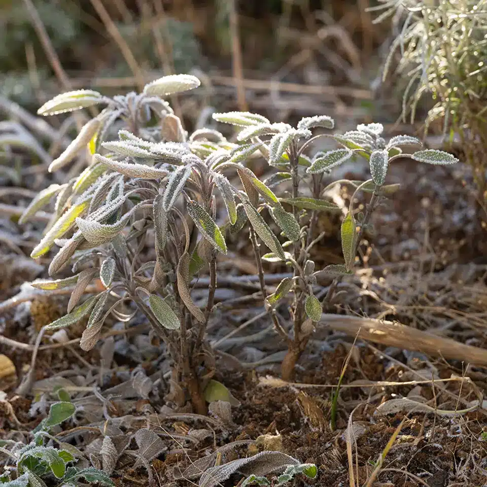 Junger Salbei im Garten