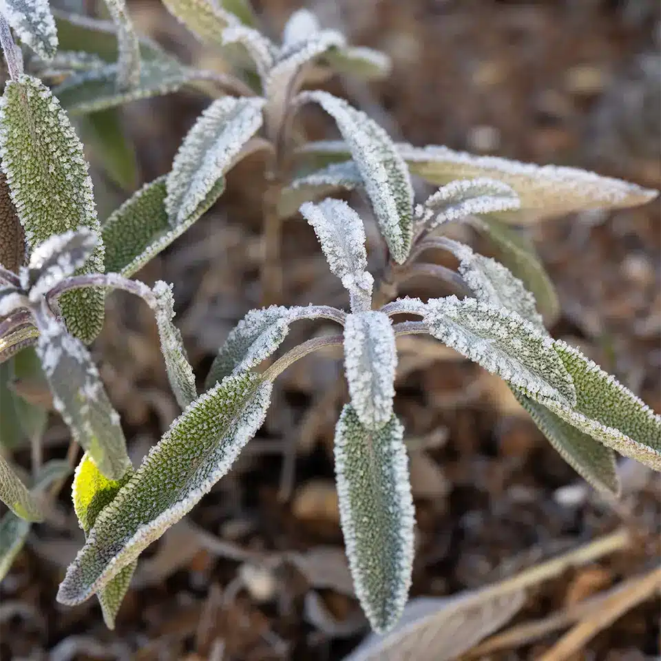 Salbei mit Frost im November
