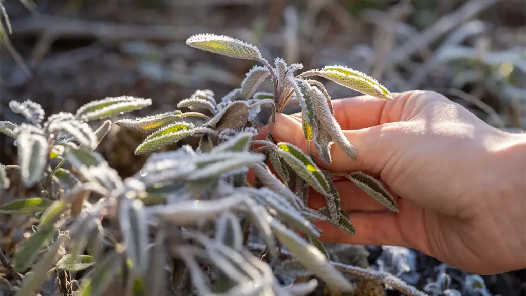 Salbei im Winter ernten: Hand pflückt frostige Salbeiblätter im Garten im Dezember