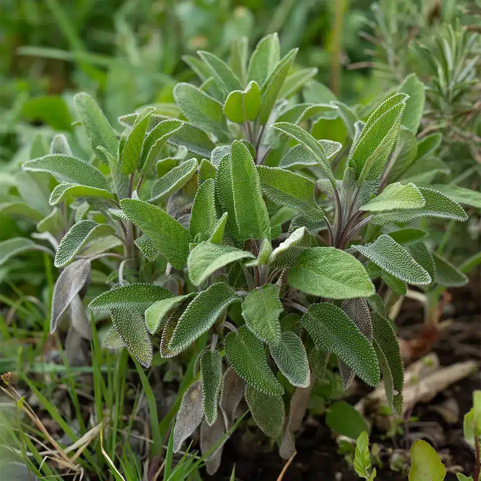 Salbei kann zum räuchern genutzt werden