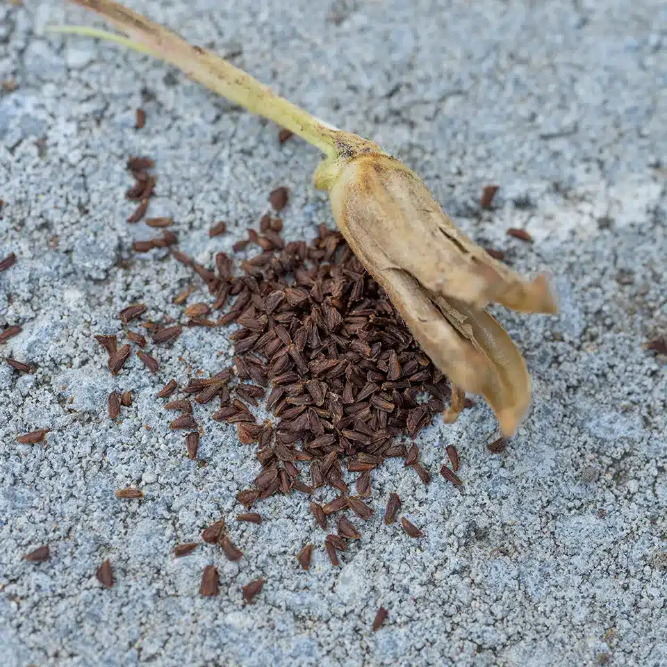 Samen der Nachtkerze