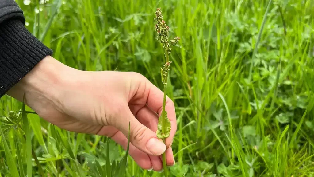 Sauerampfer im Mai erkennen und ernten – frische Wildpflanze auf der Wiese in der Hand
