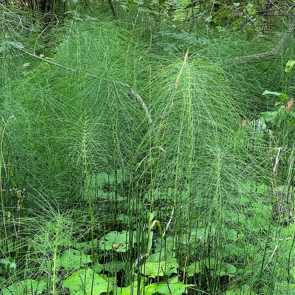 Schachtelhalm ist für Fossilien wichtig