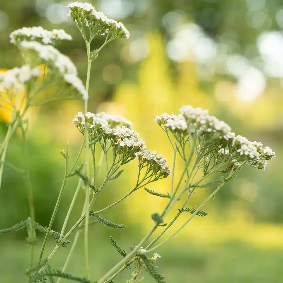 Schafgarbe im August