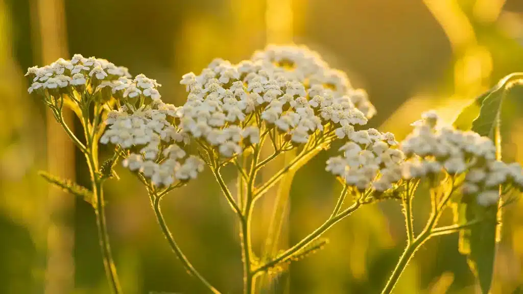 Schafgarbe im August nutzen