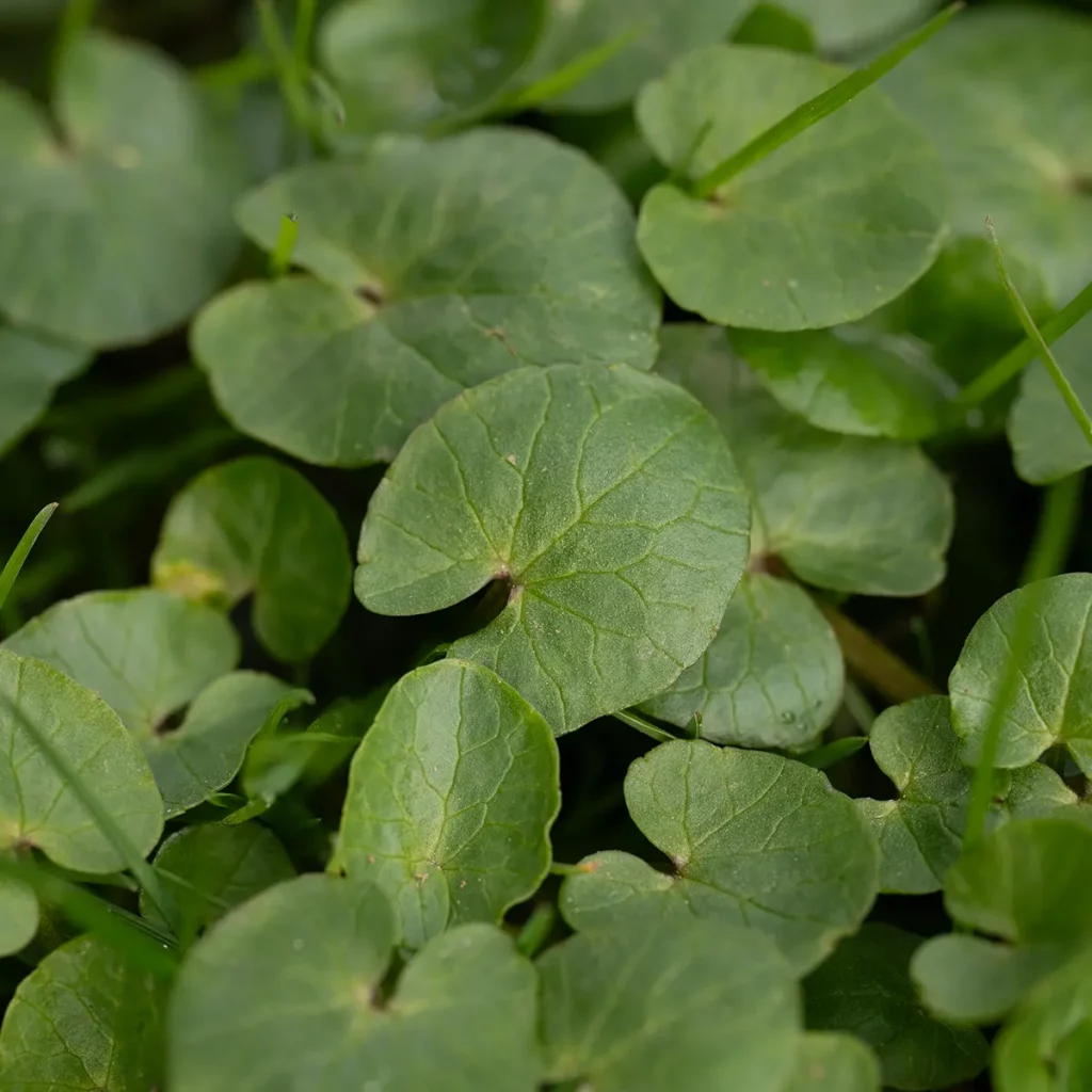 Blatt des Scharbockskraut