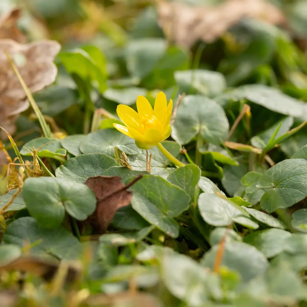 Blühendes Scharbockskraut