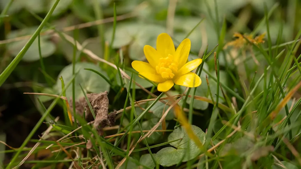 Scharbockskraut im Frühling mit gelber Blüte – die Wildpflanze wird giftig sobald sie blüht