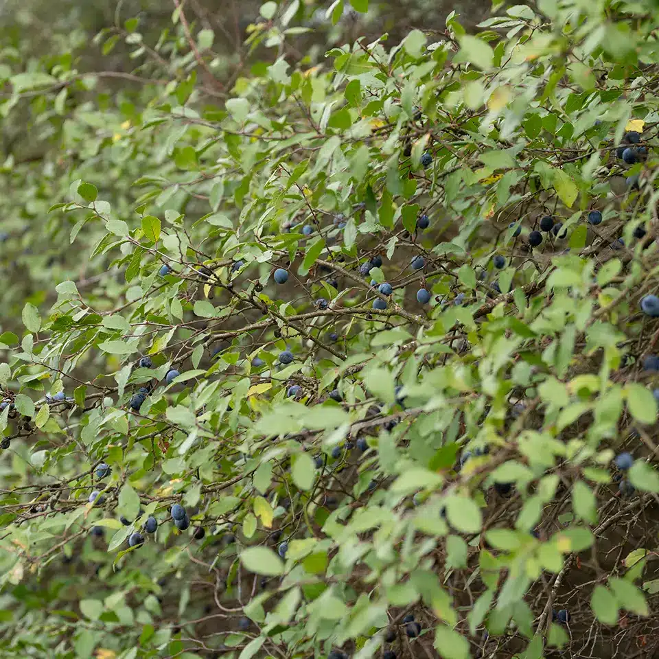 Schlehdorn mit blauen Früchten