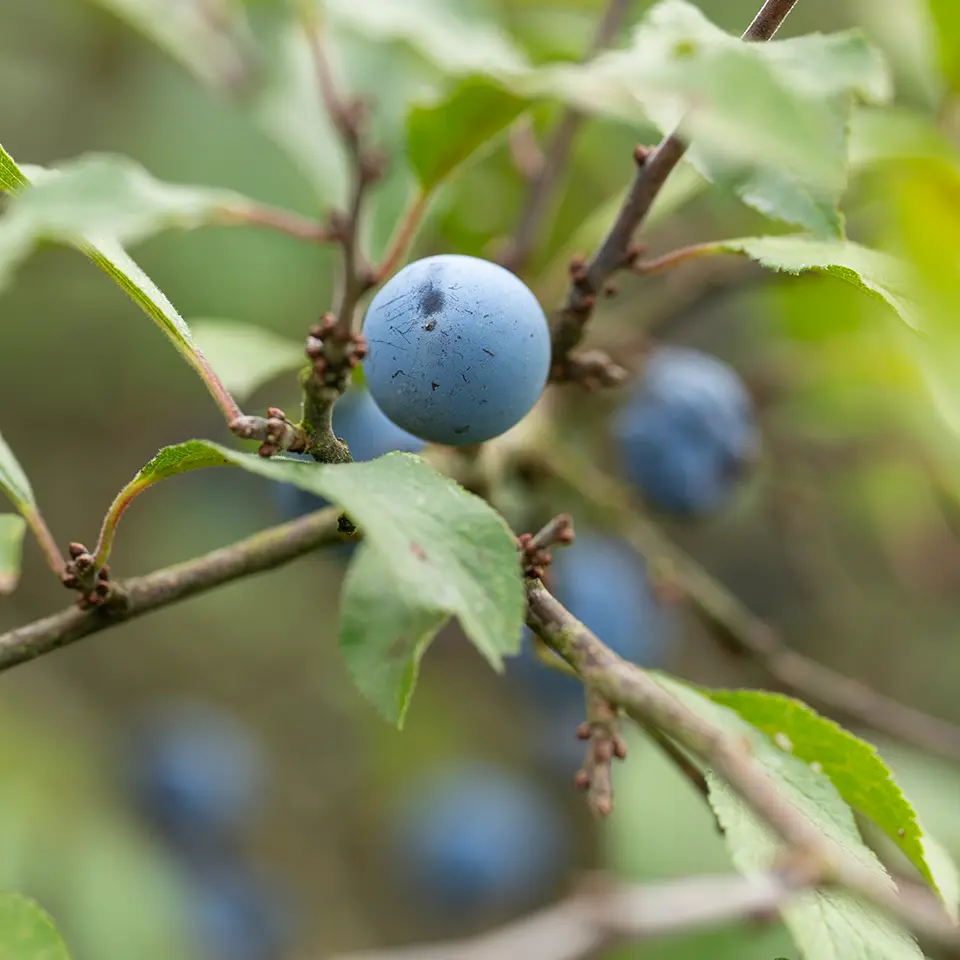 Blaue Schlehe am Baum