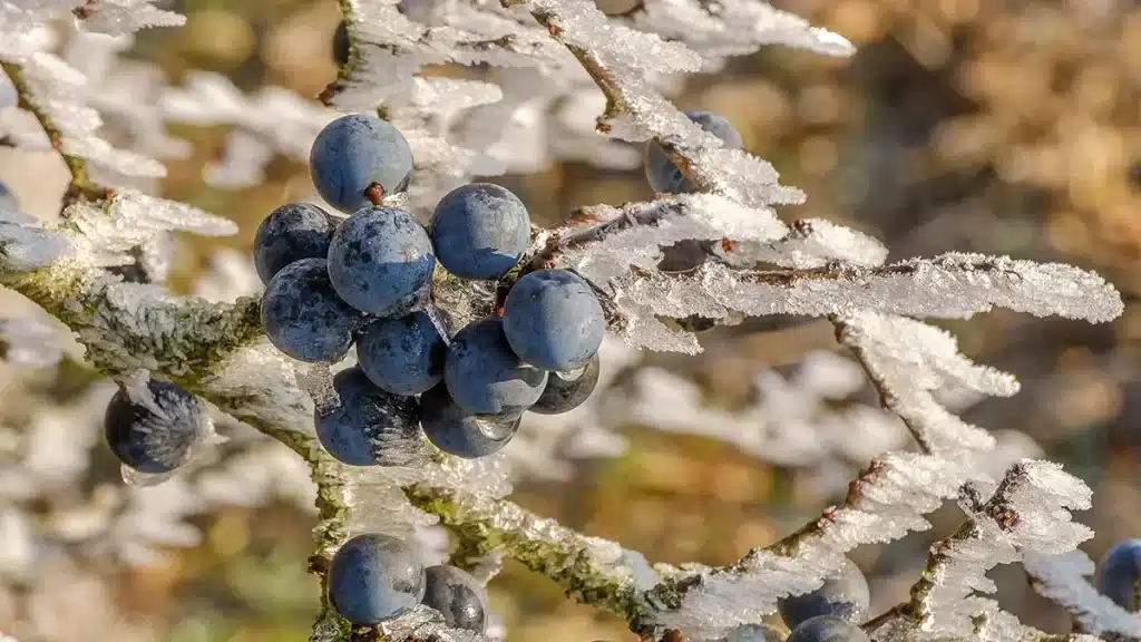 Frostbedeckte Schlehen am Schlehdorn im Dezember in der Natur