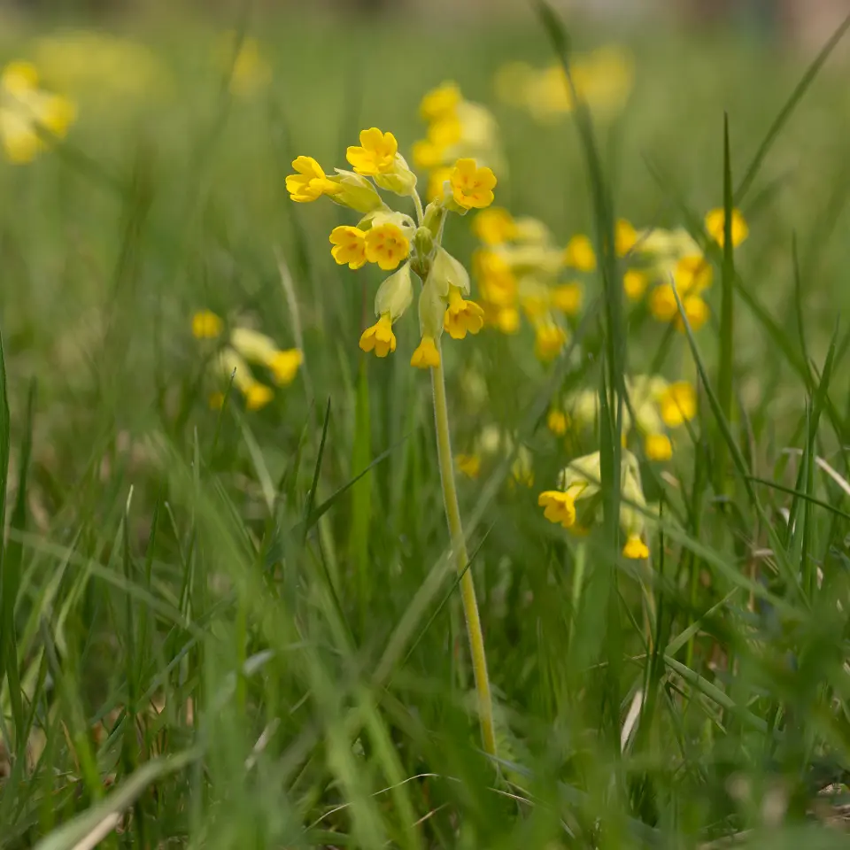 Schlüsselblume mit gelben Blütenblättern