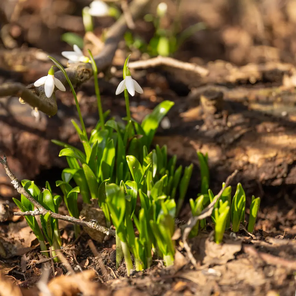 Schneeglöckchen blühen im Frühling