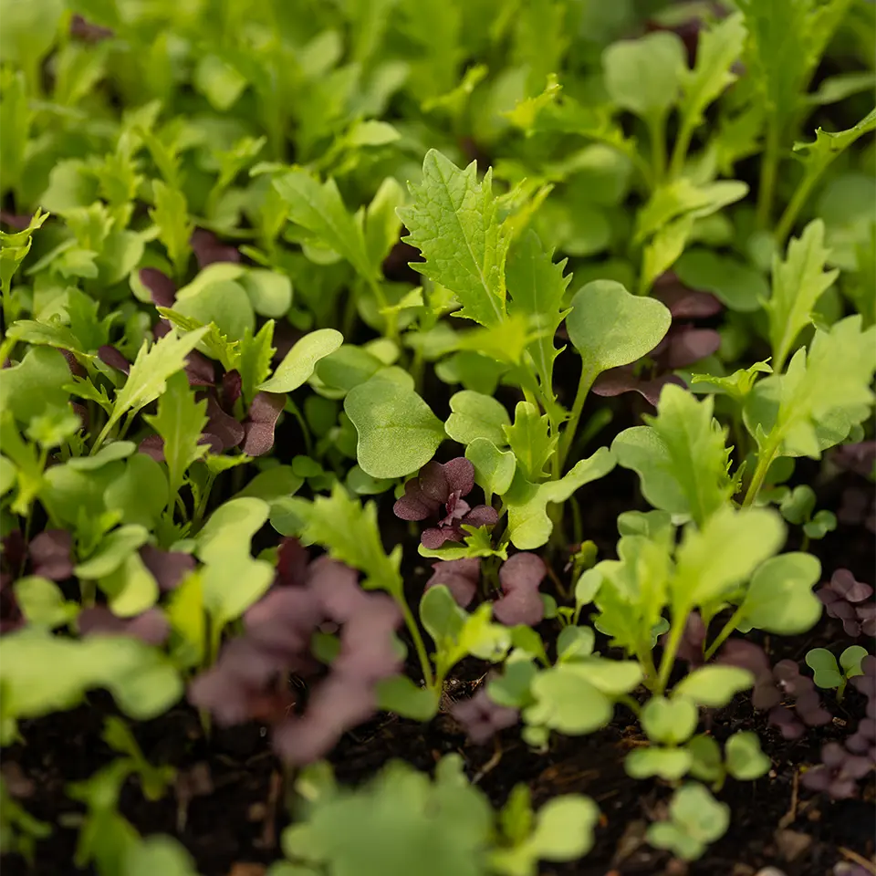 Schnellwachsende Wildkräuter mit Brunnenkresse