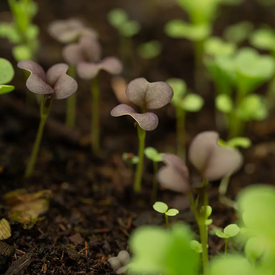Schnellwachsende Wildkräuter im August