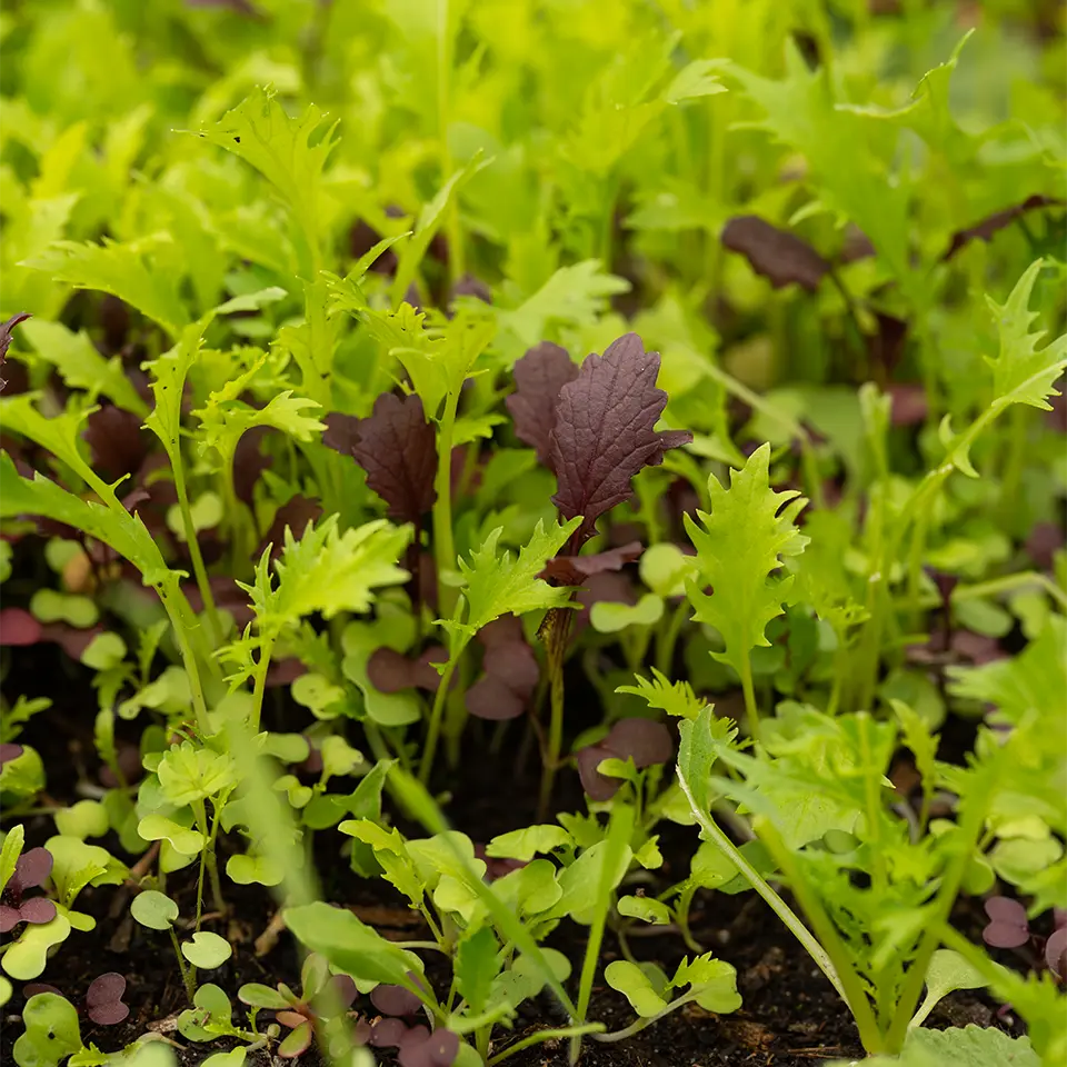 Schnellwachsende Wildkräuter im Gewächshaus
