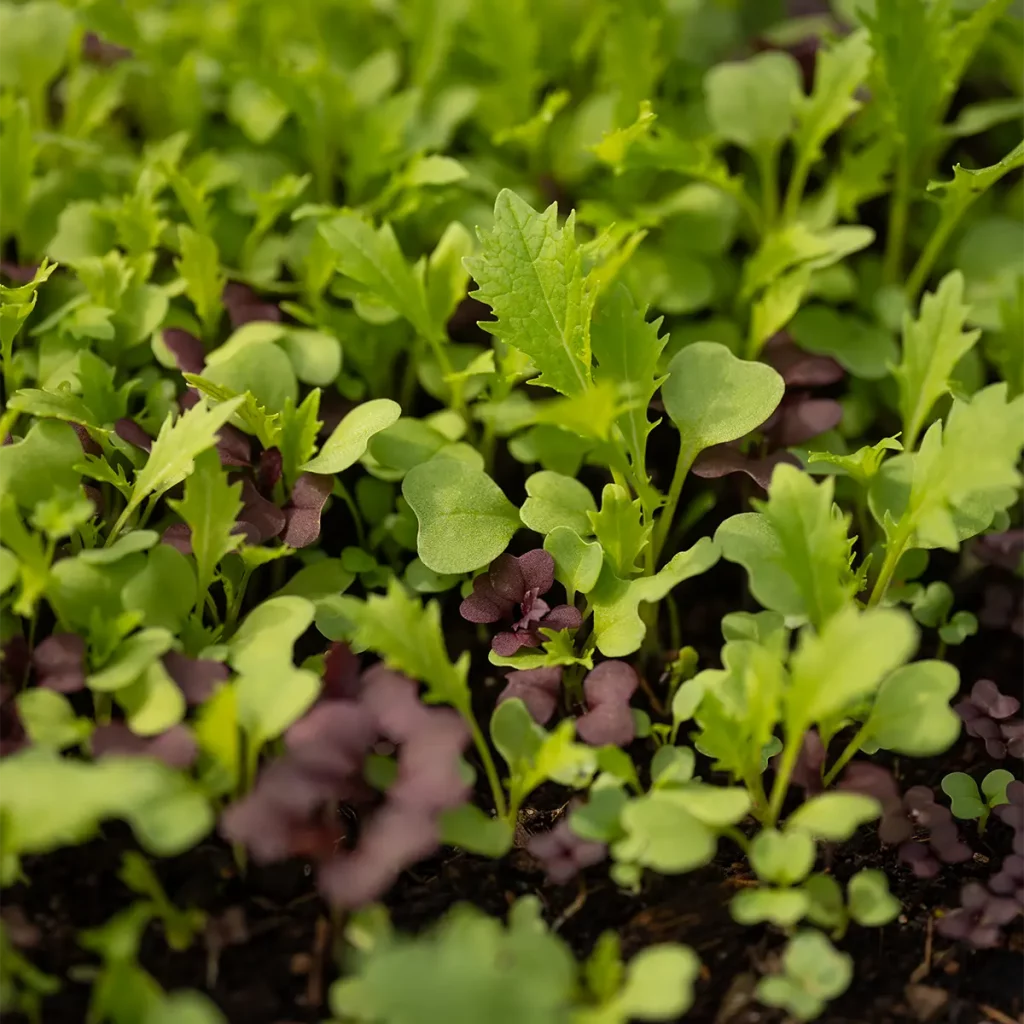 Samenmischung schnellwachsende Wildkräuter