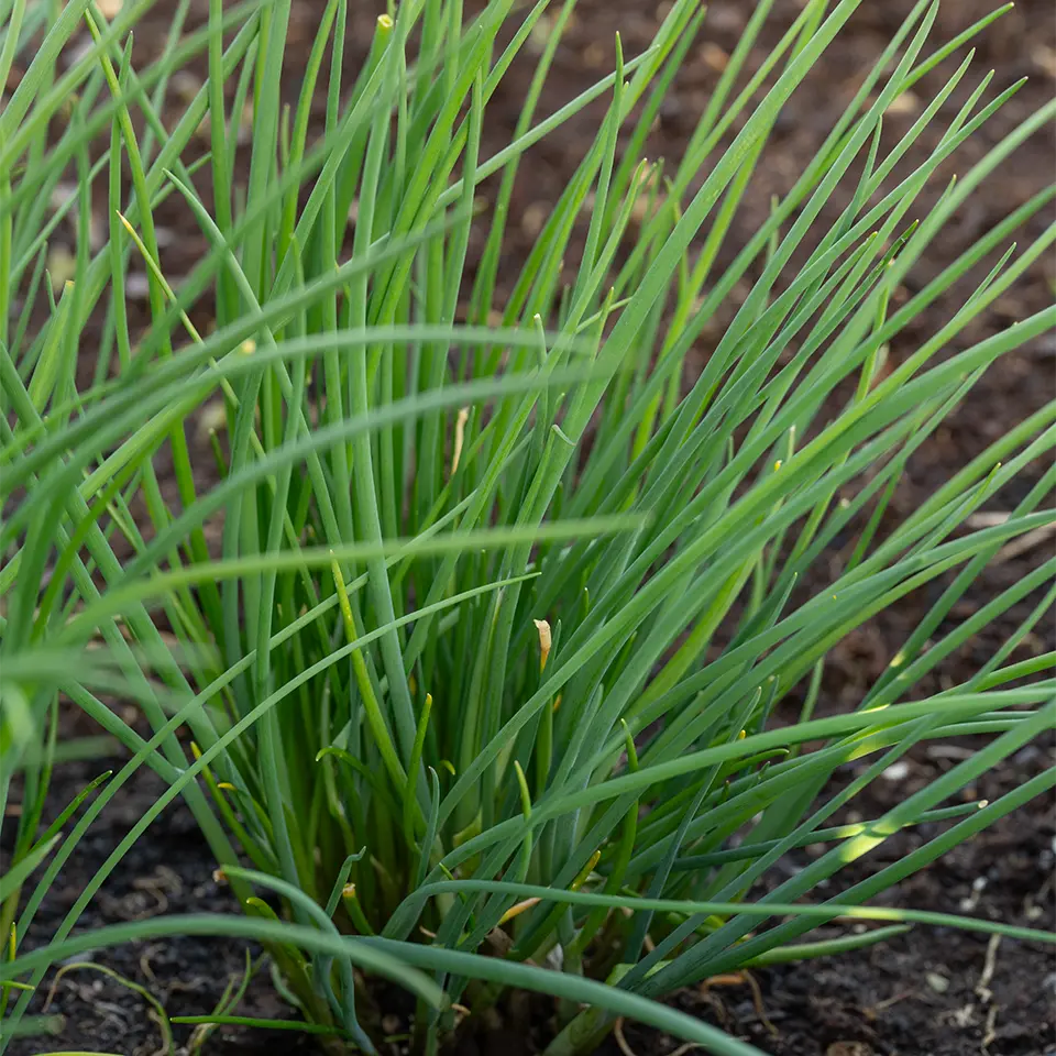Schnittlauch im Garten