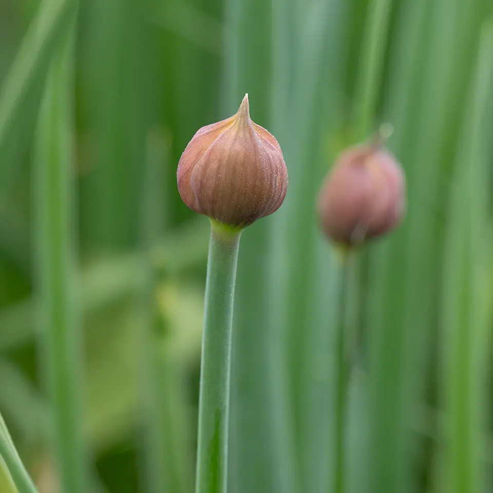 Knospe des Schnittlauchs