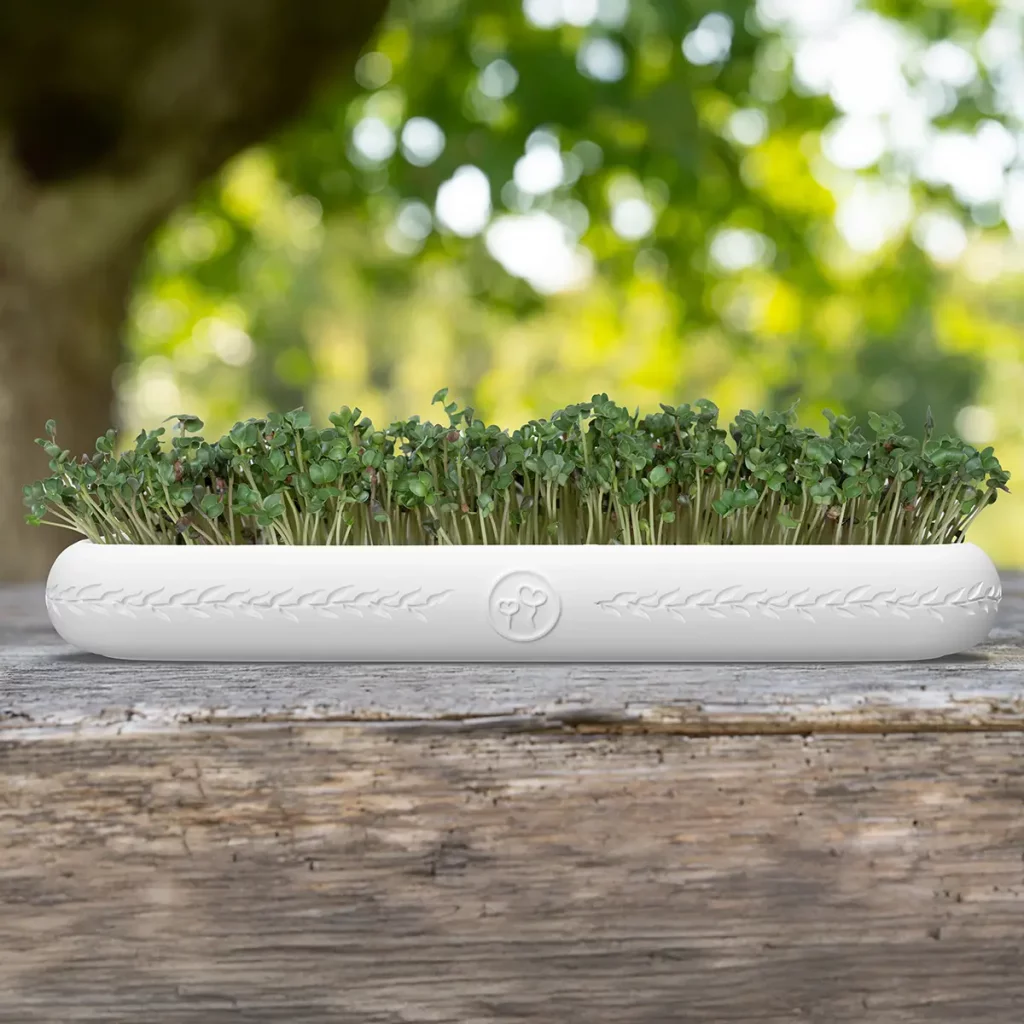 Schwarzer Rettich in der Anzuchtschale für Microgreens