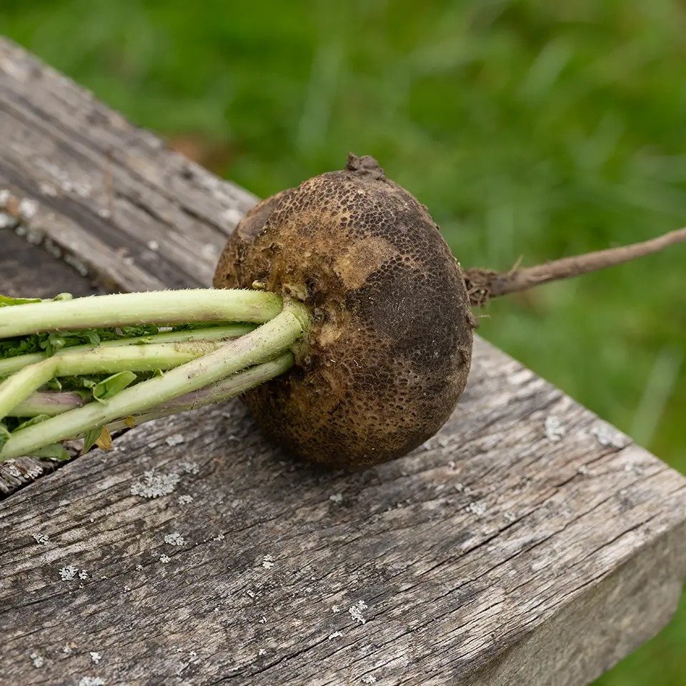 Knolle des Schwarzen Rettichs