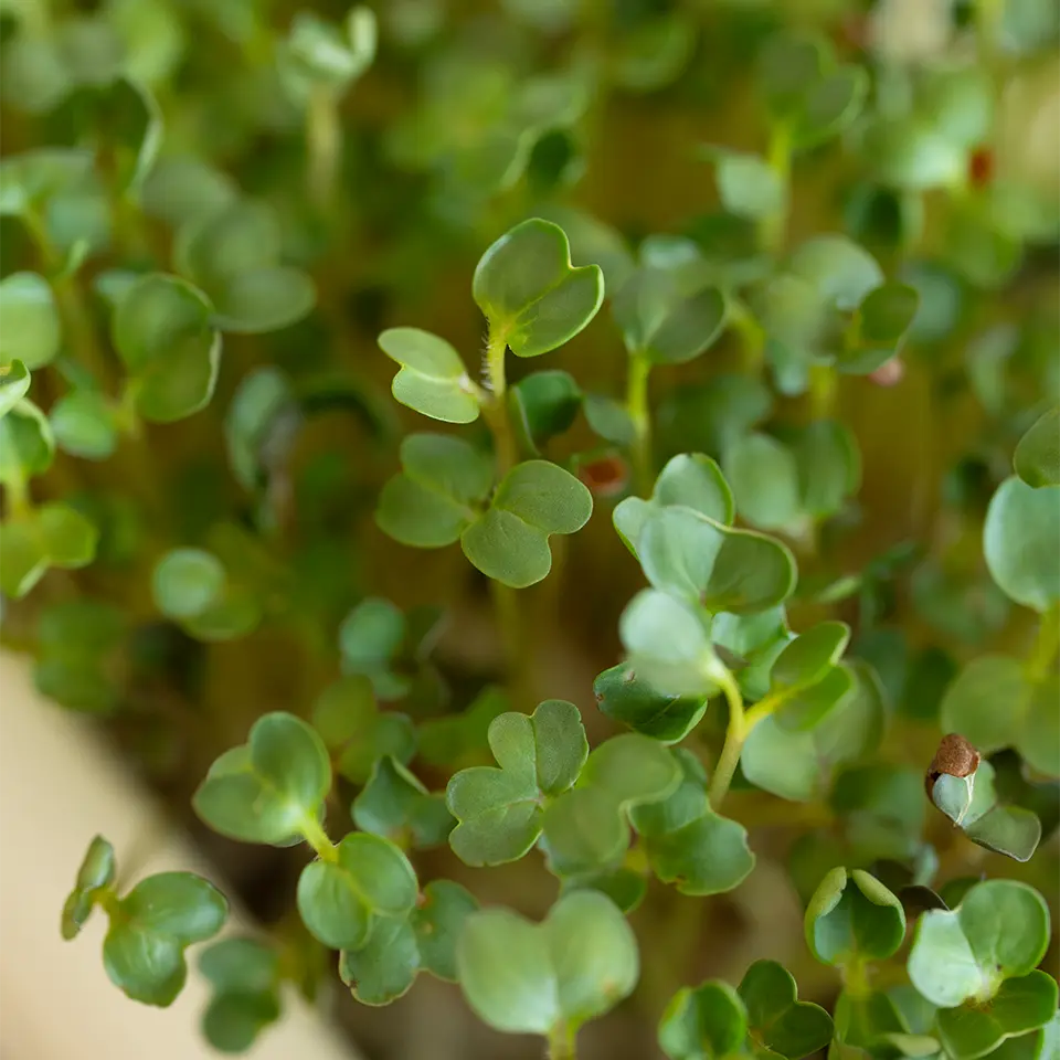 Schwarzer Rettich als Microgreens